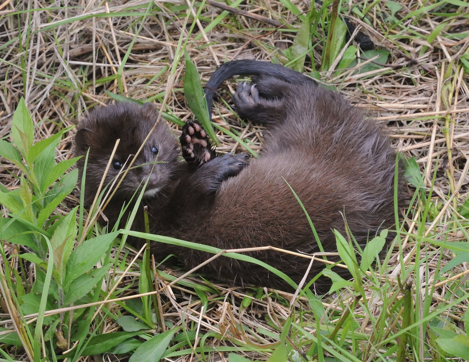 Martens are about the same size and shape as this mink. Minks and martens both eat small mammals, as well as other things. A marten will also consume soft mast; it is considered an omnivore. Where minks are found near shore and wetland habitats, martens thrive in forest environments unfragmented by roads or development. Historical records show martins present in Pike, Wayne and Monroe counties in PA until the early 1900s.